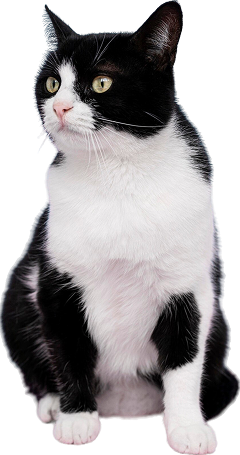 adorable-black-white-kitty-with-monochrome-wall-her 1