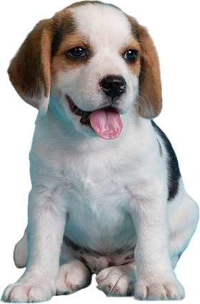 beagles-puppies-looking-something 1 (1)