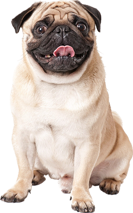 pug-dog-isolated-white-background 1
