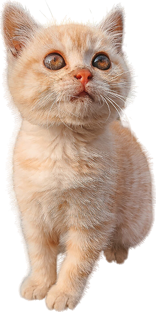 vertical-shot-cute-ginger-kitten-looking-up-wooden-table 1