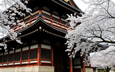 Cherry Blossom Season in Japan: Complete Guide