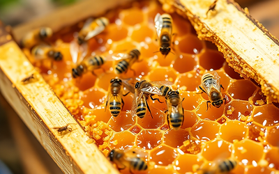 How Honey Is Made