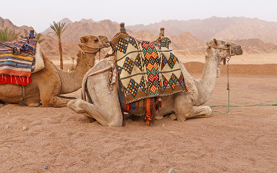 How the Camel Became the Soul of the Sands